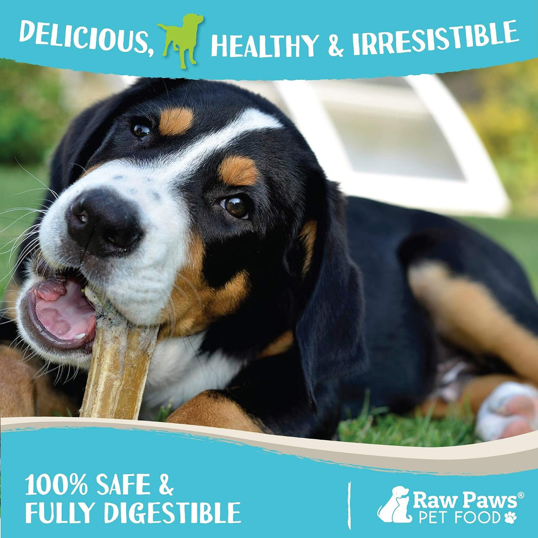 Raw Paws Compressed Rawhide Bones for Medium Dogs (10 Pack) - Chews