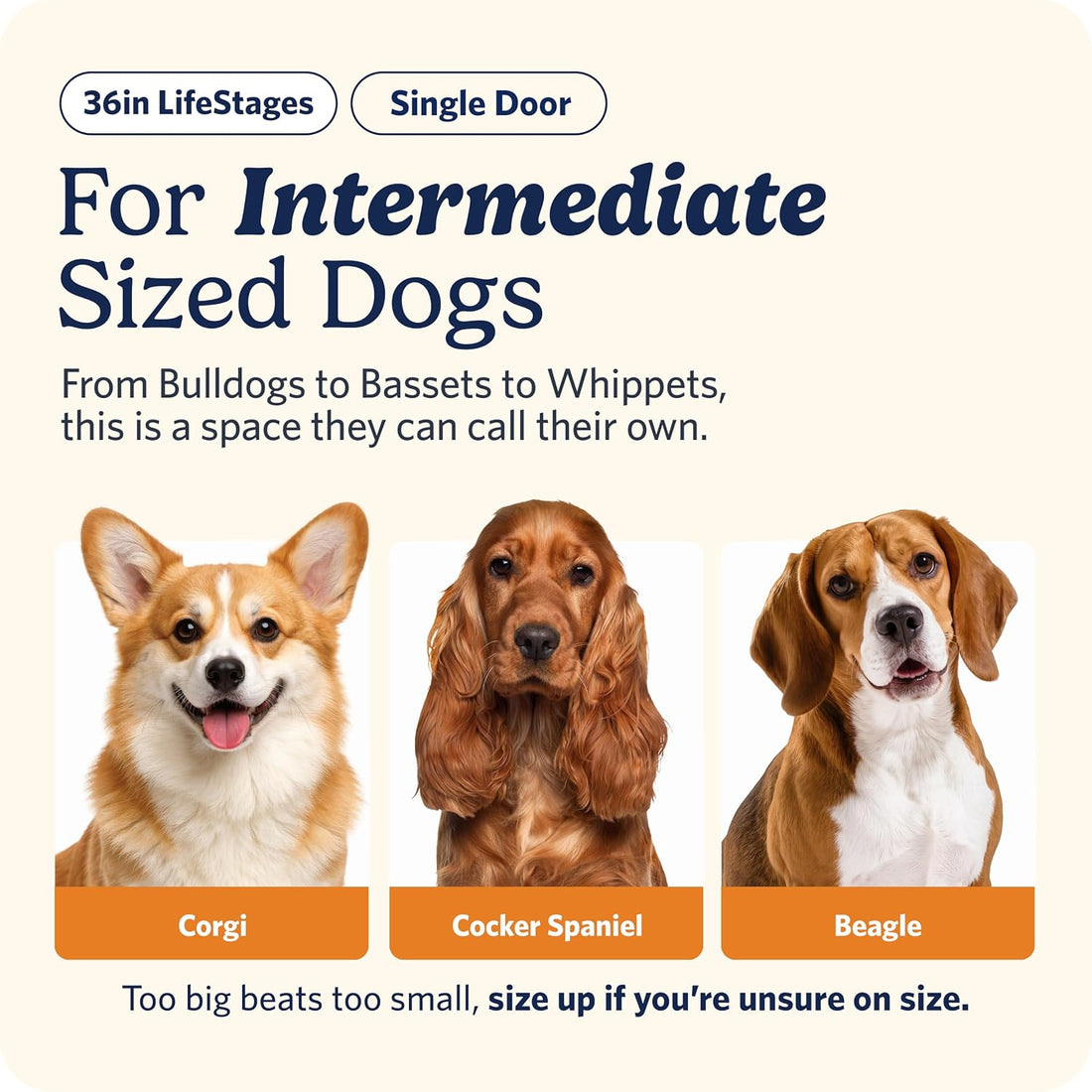 MidWest Homes for Pets Intermediate LifeStages Single Door 36-Inch