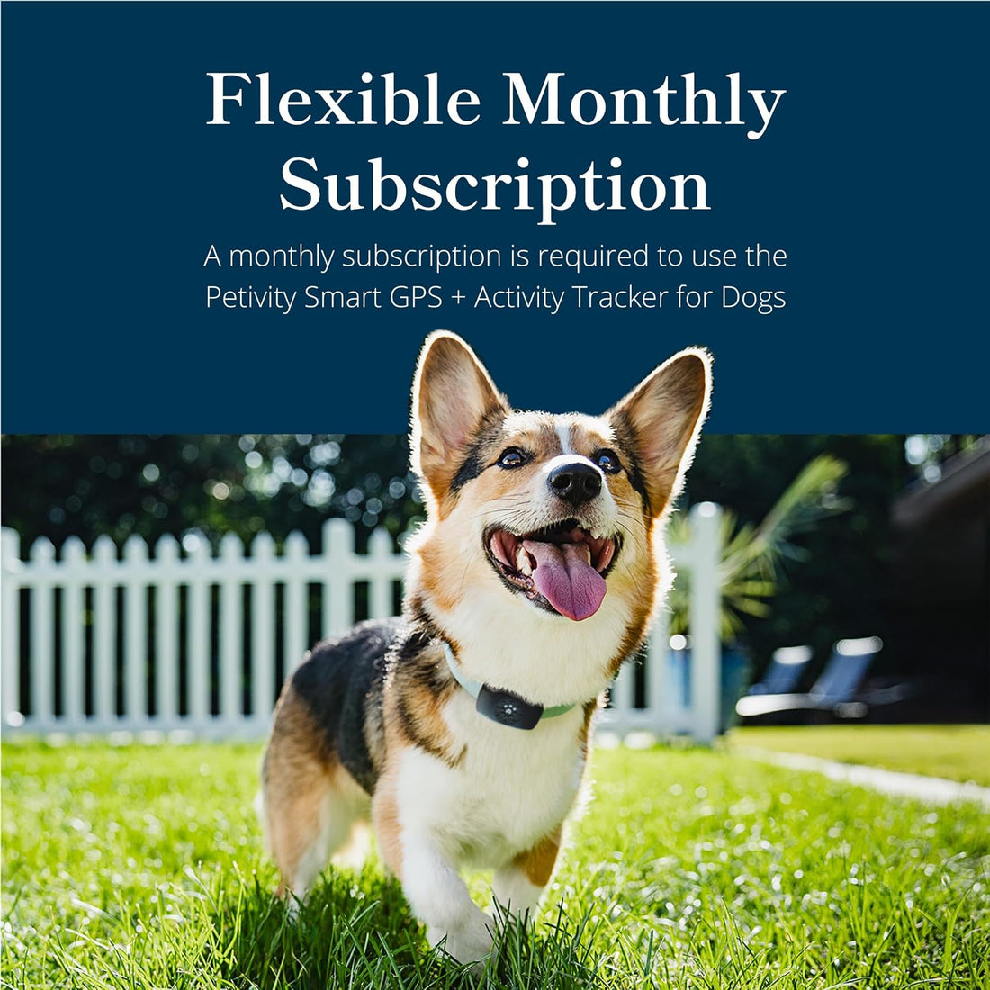Petivity Smart GPS and Activity Dog Tracker Tag