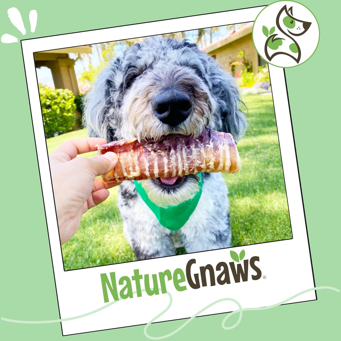 Nature Gnaws Beef Trachea Chews 3", 12 Count