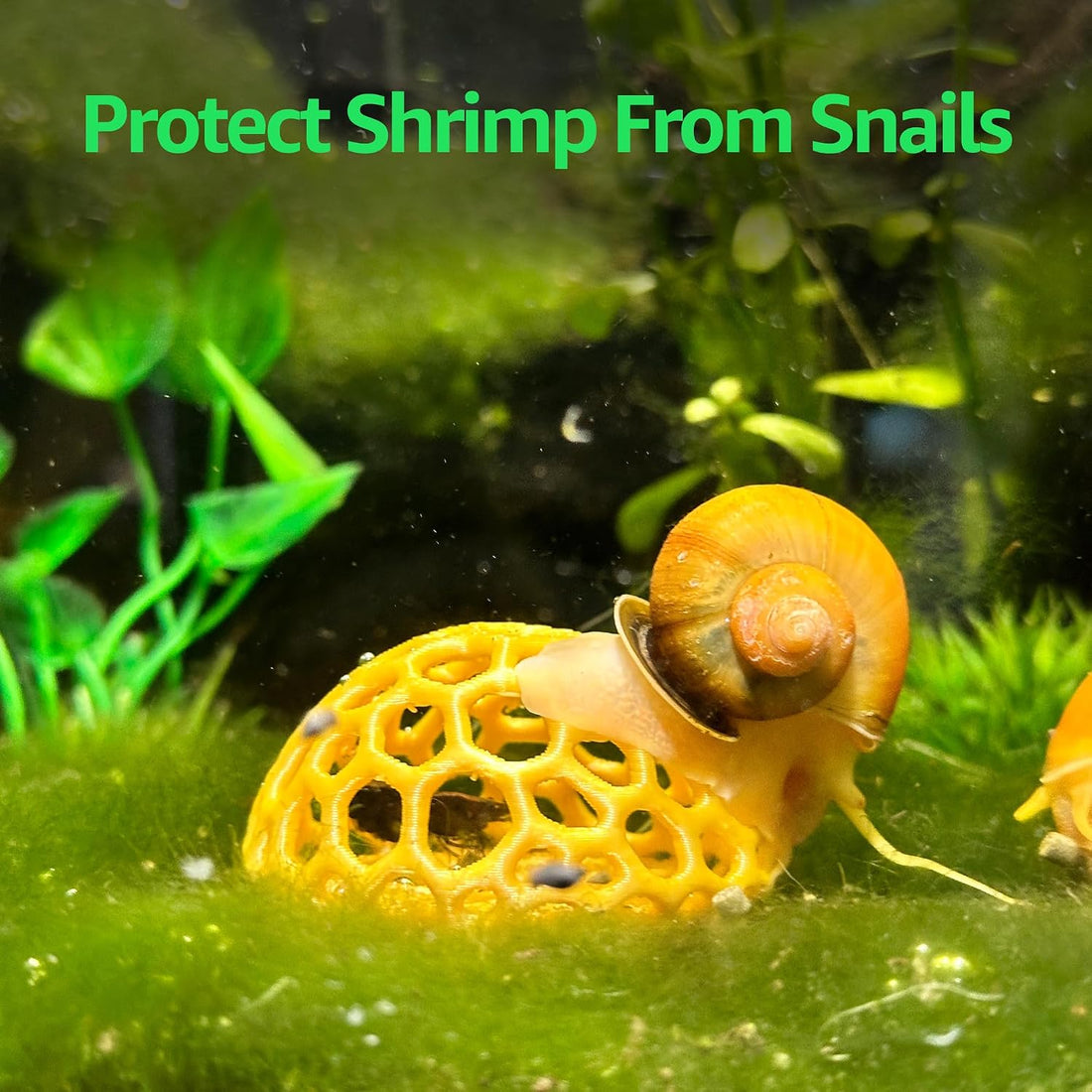 CTWPets Shrimp Dome Hide, Aquarium Cave for Cherry Shrimp