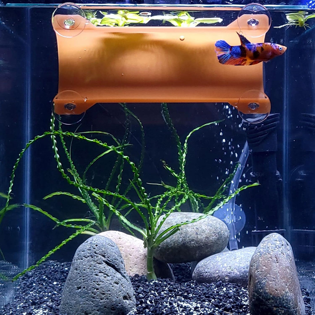 Brand Betta Tunnel (Translucent Clear)