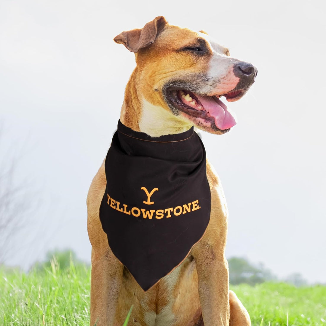 Official Yellowstone Dog Collar, Bandana & Leash Set