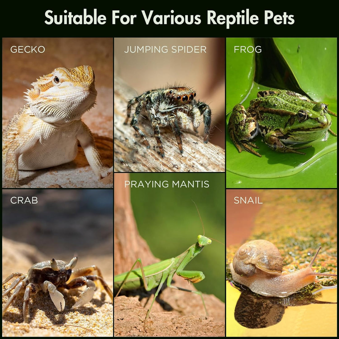 Pre-Assembled Jumping Spider Enclosure, All-Side Ventilation