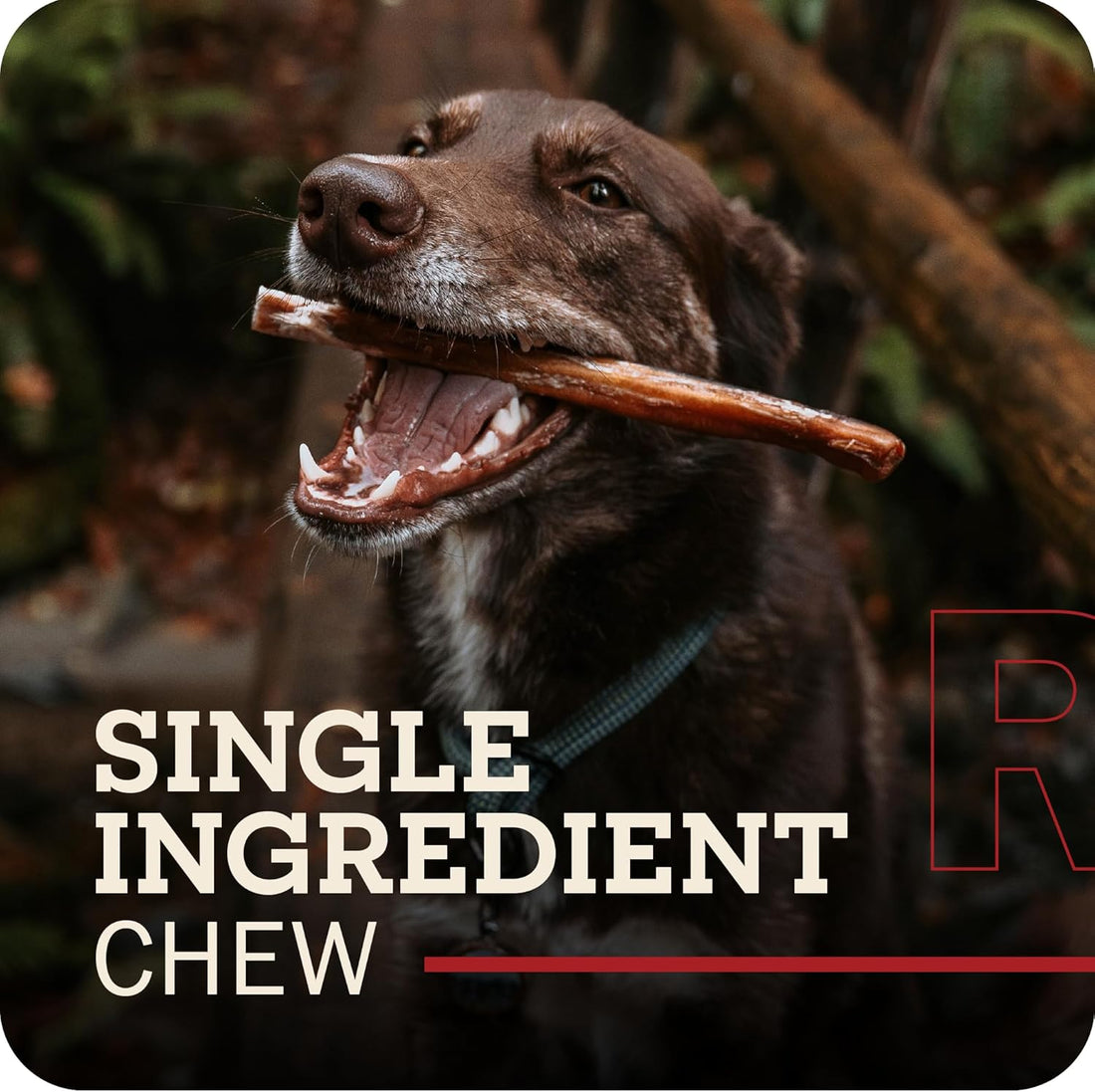 Redbarn Premium Bully Sticks for Dogs - 7 Inch, 6 Count - Long Lasting