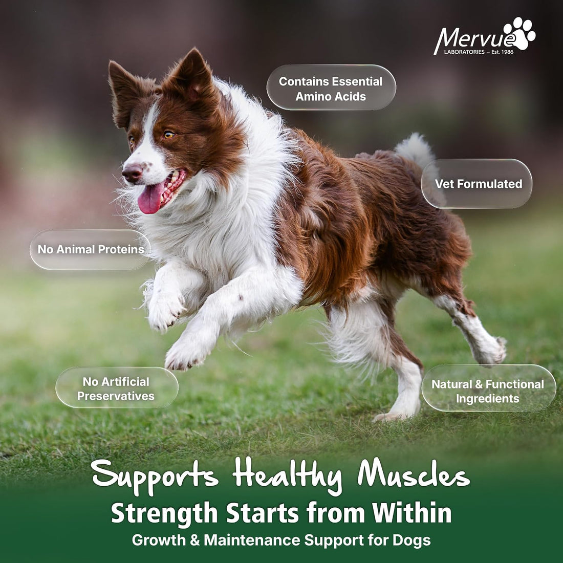 Mervue Muscle Builder for Dogs - L-Carnitine, BCAAs