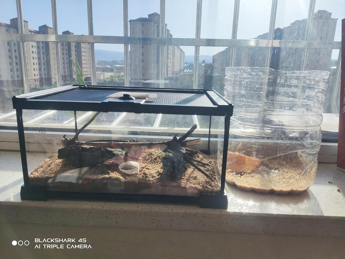 AWXZOM Mini Reptile Glass Terrarium Tank