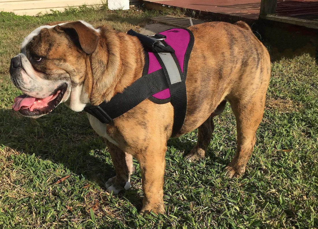 HDP Big Dog Soft No Pull Harness Size:Large Color:Black