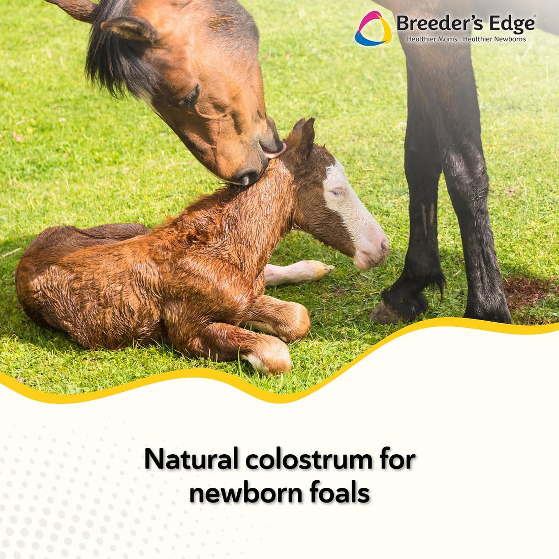 Breeder's Edge Nurture Mate Colostrum Supplement for Newborn Foals