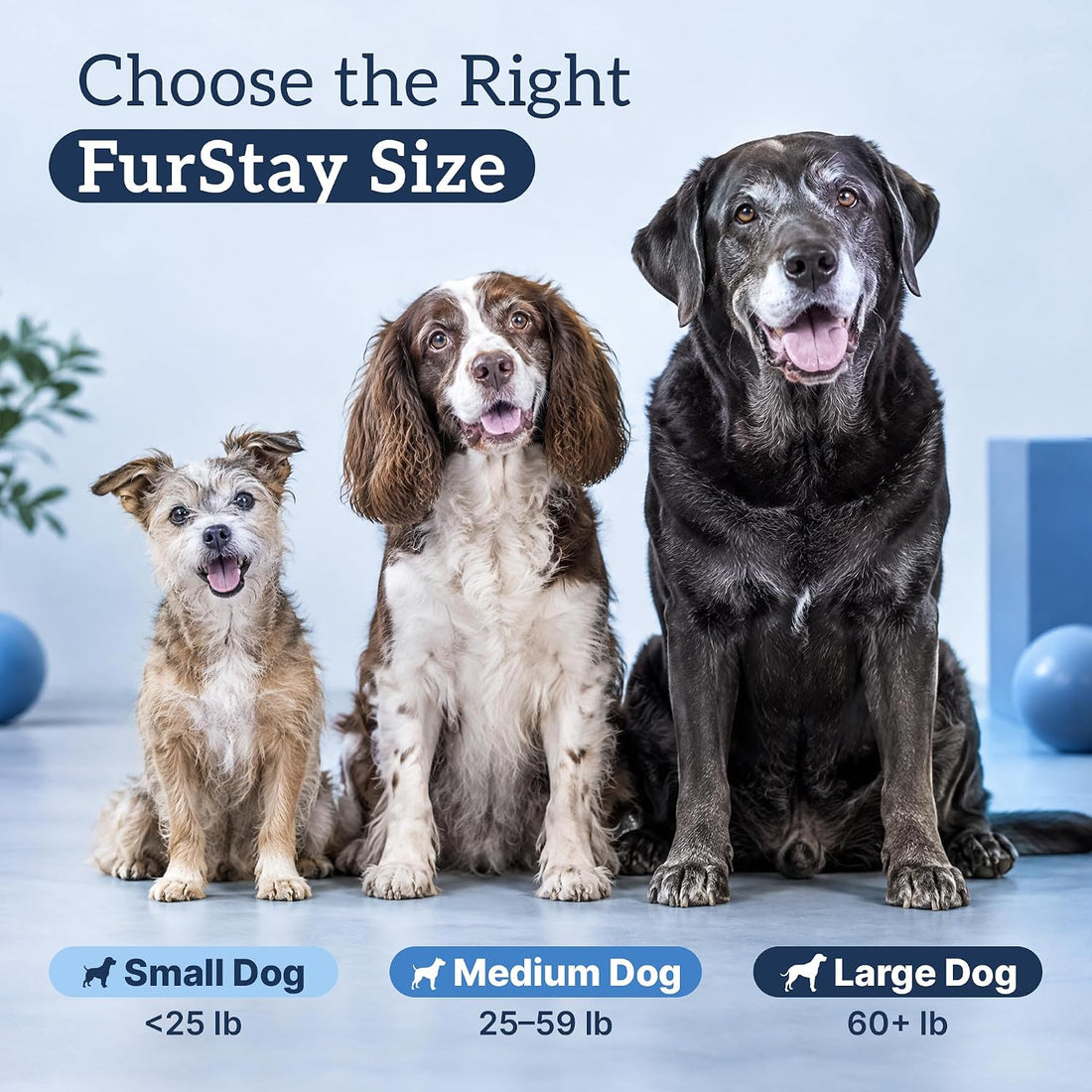 NAD+ Supplement for Senior Dogs, Small Dogs