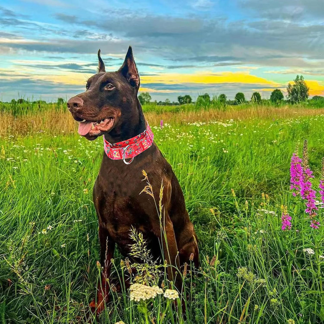 Wide Martingale Collar for Dogs,Red Floral No Pull Dog Collar