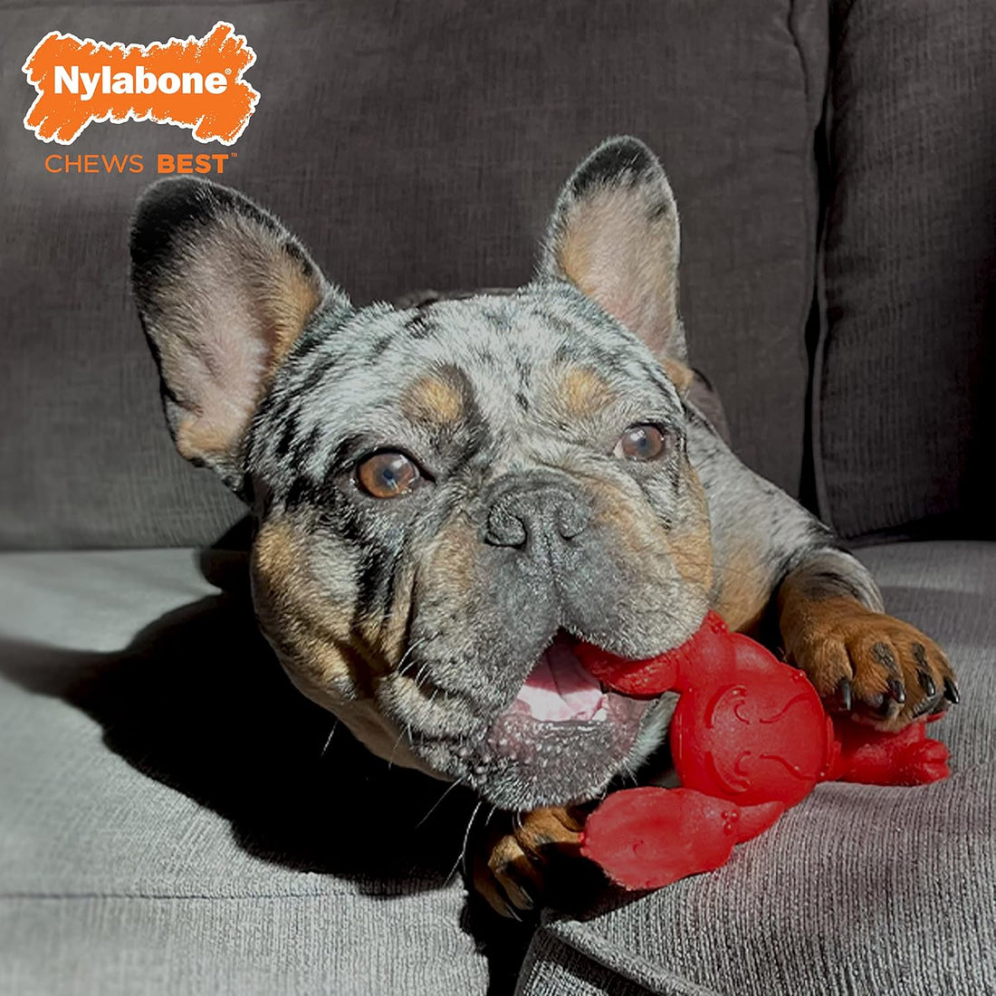 Nylabone Lobster Power Chew Toy for Dogs