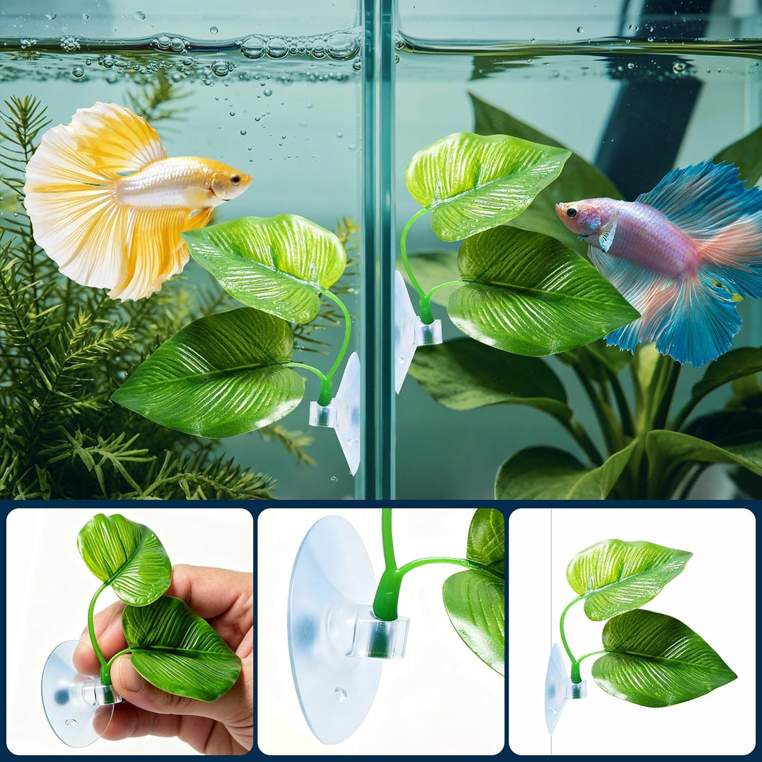 CousDUoBe 2 Pack Betta Fish Leaf Pad Improves Betta's Health by