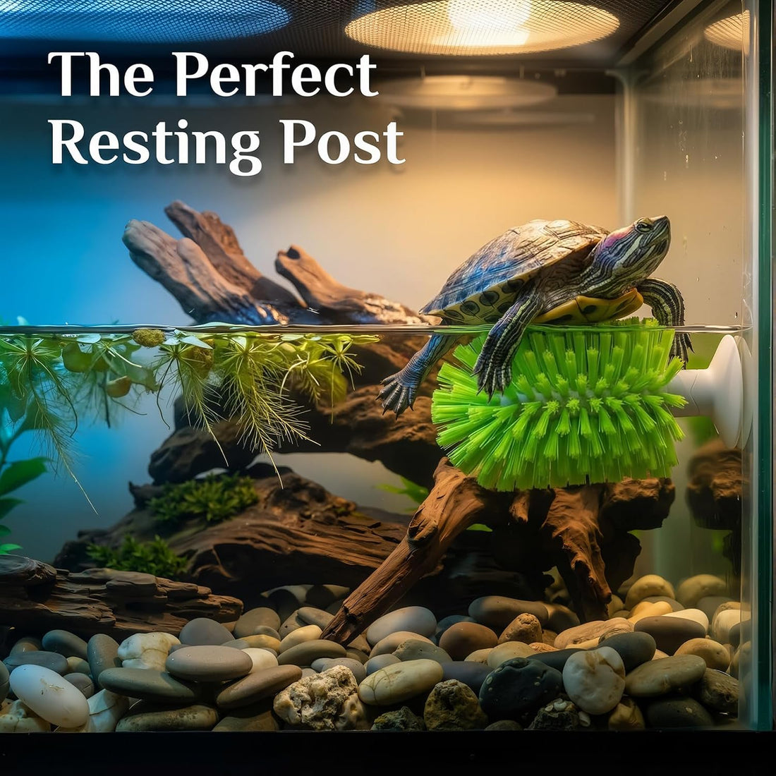 3-Piece Turtle Shell Brush & Feeder Ball Set