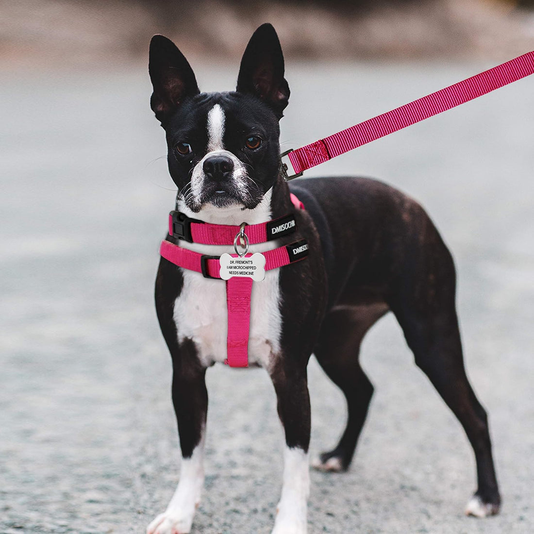 No Pull Dog Harness, Leash & Collar Set, Adjustable Step-in Vest