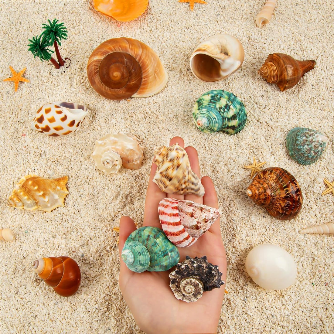 15PCS Hermit Crab Shells 1.6"-3.2", Growth Turbo Seashells