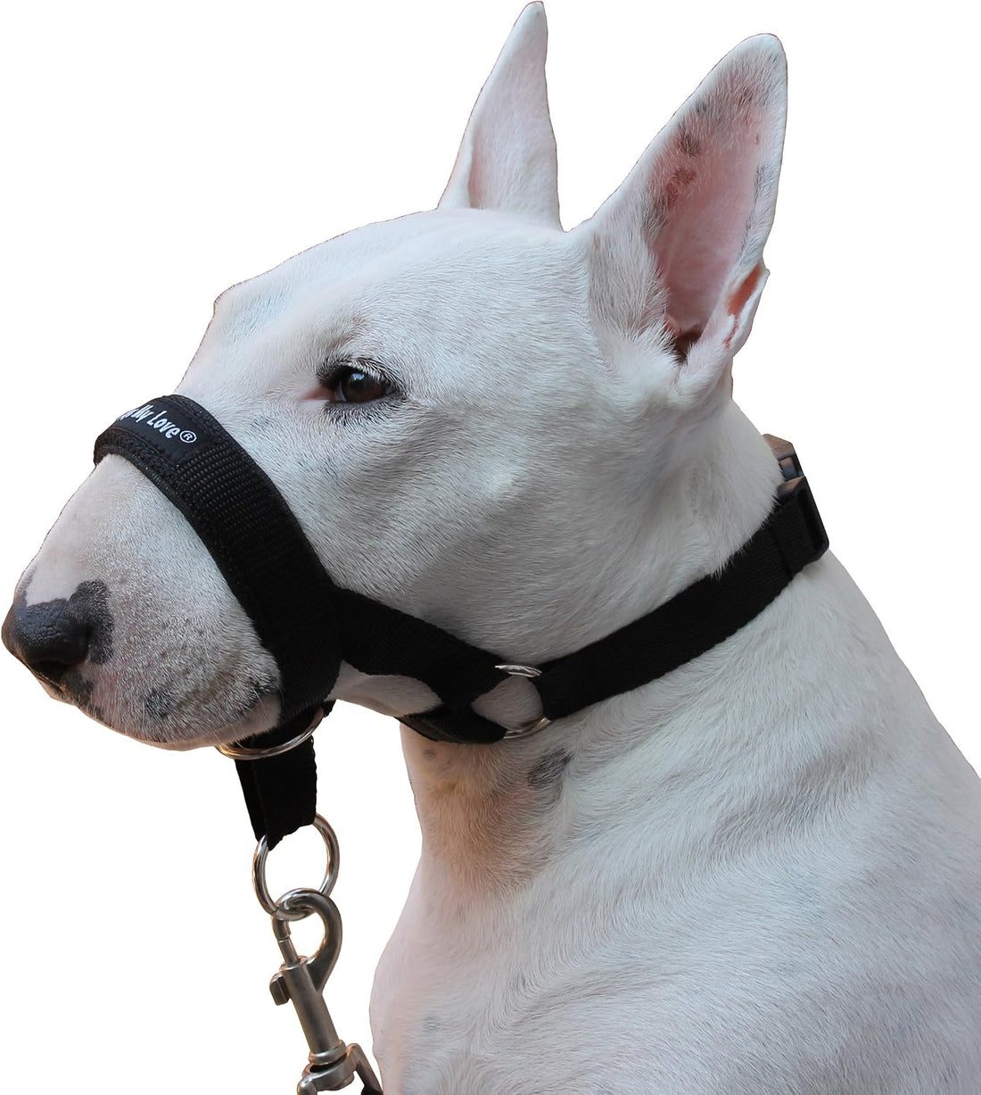 Dog Head Collar Halter Black (S 6.5inch8.25inch Snout)