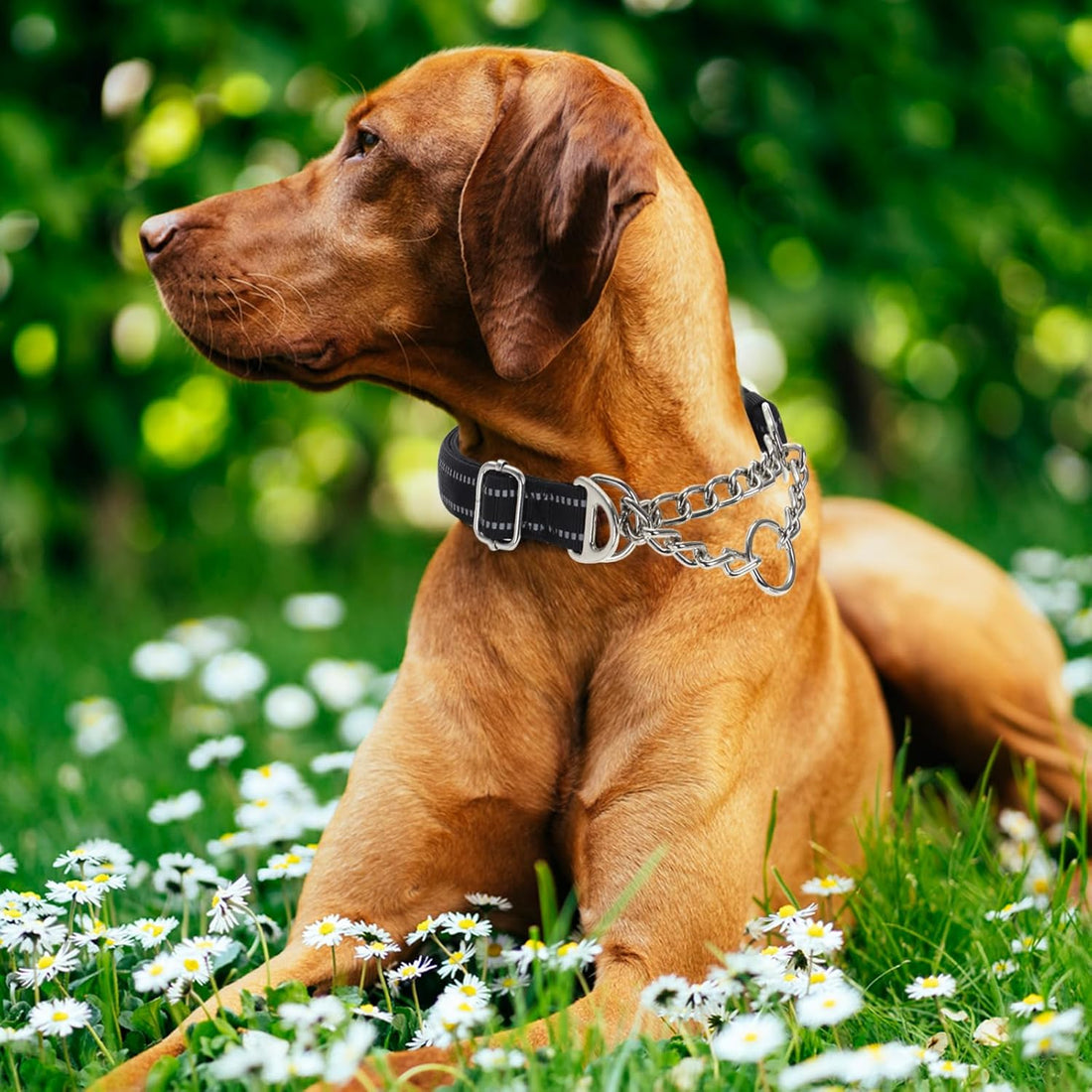 Martingale Collar for Dogs with Chain,Heavy Duty Dog Collar