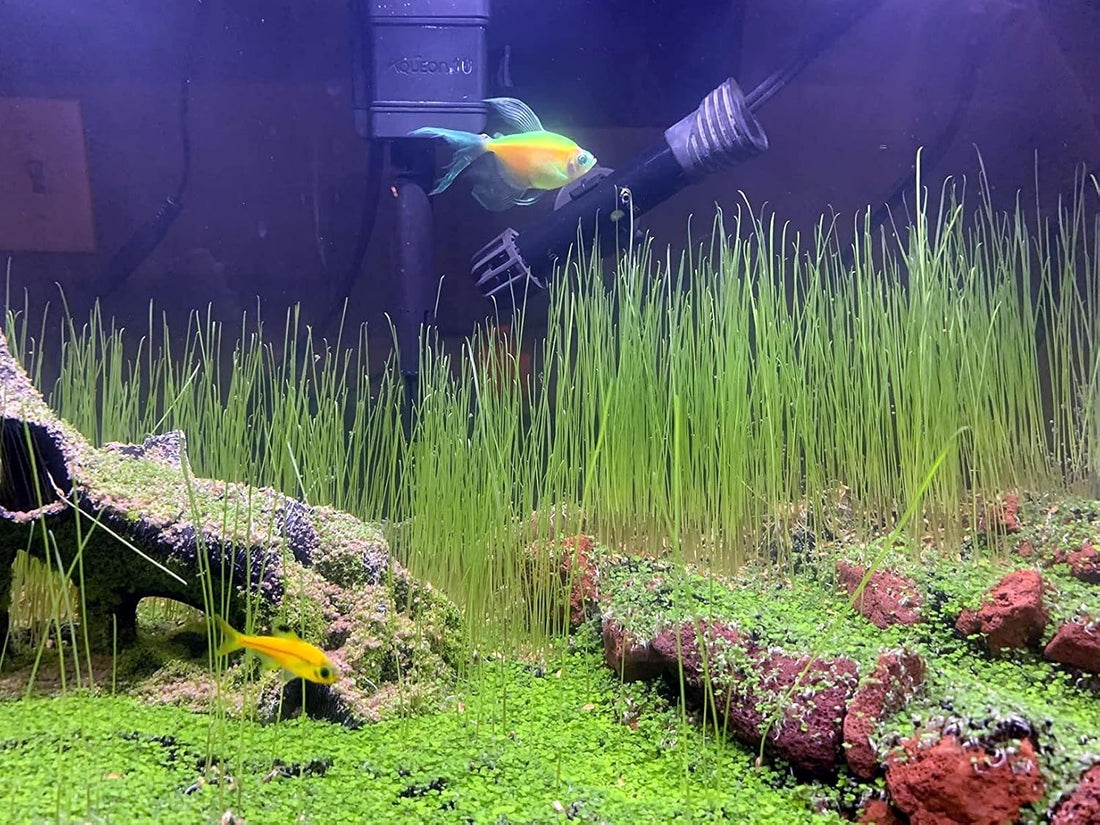 3 Bags Aquarium Plant S.e.e.d set, not aritifical plastic