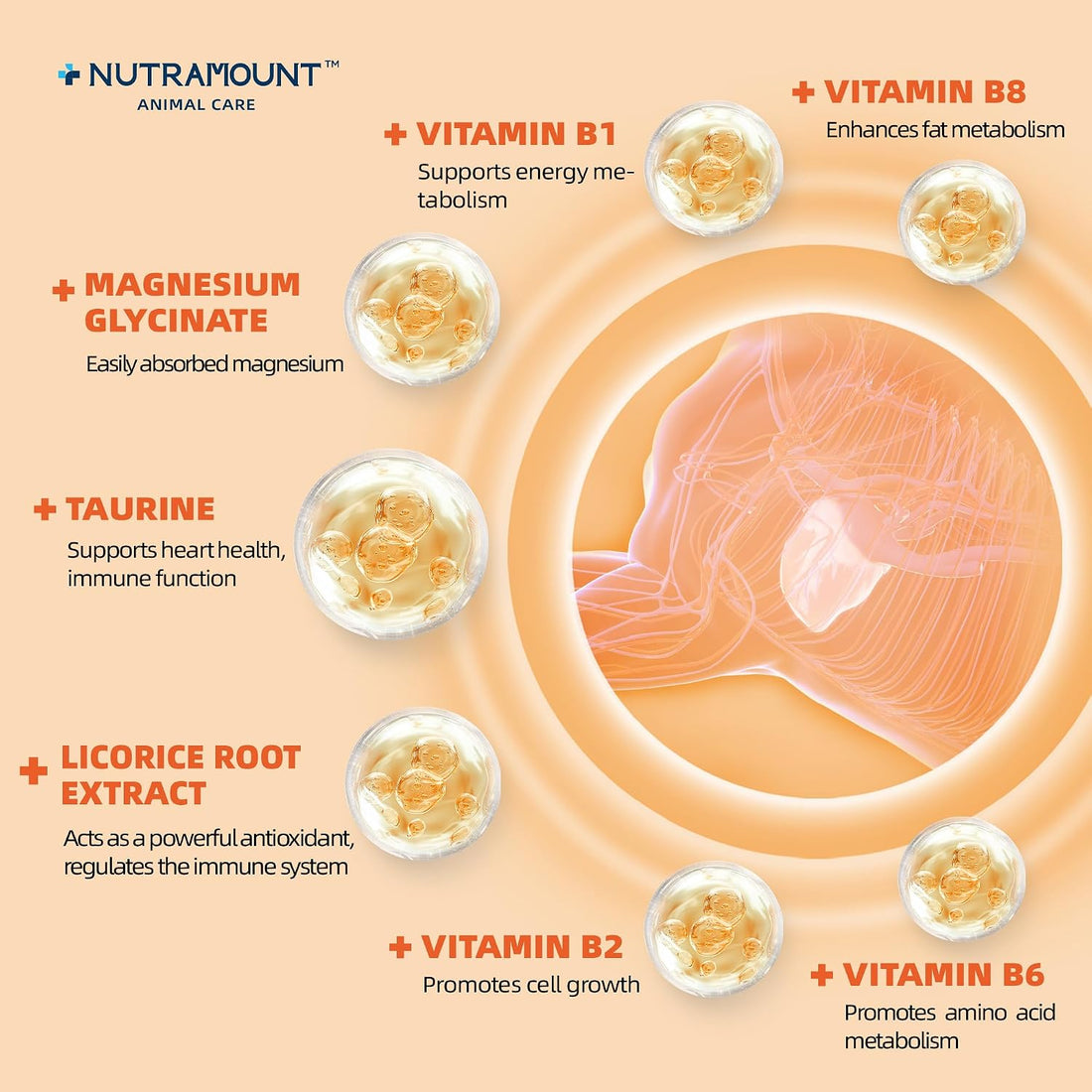 Horse Taurine Supplement Powder for Performance & Nerve Support