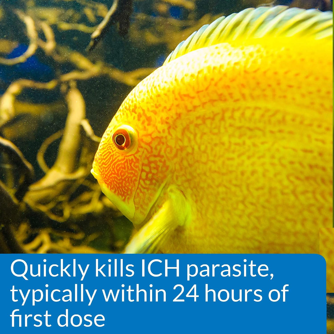 API LIQUID SUPER ICK CURE Freshwater and Saltwater Fish Medication