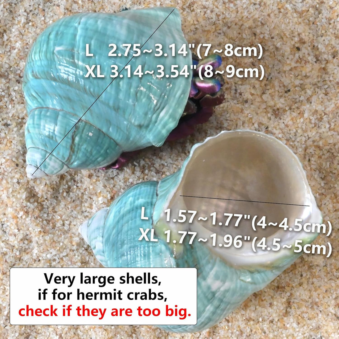 2pcs Large Hermit Crab Shells, Turbo Seashell, Teal Green Conch, L+XL