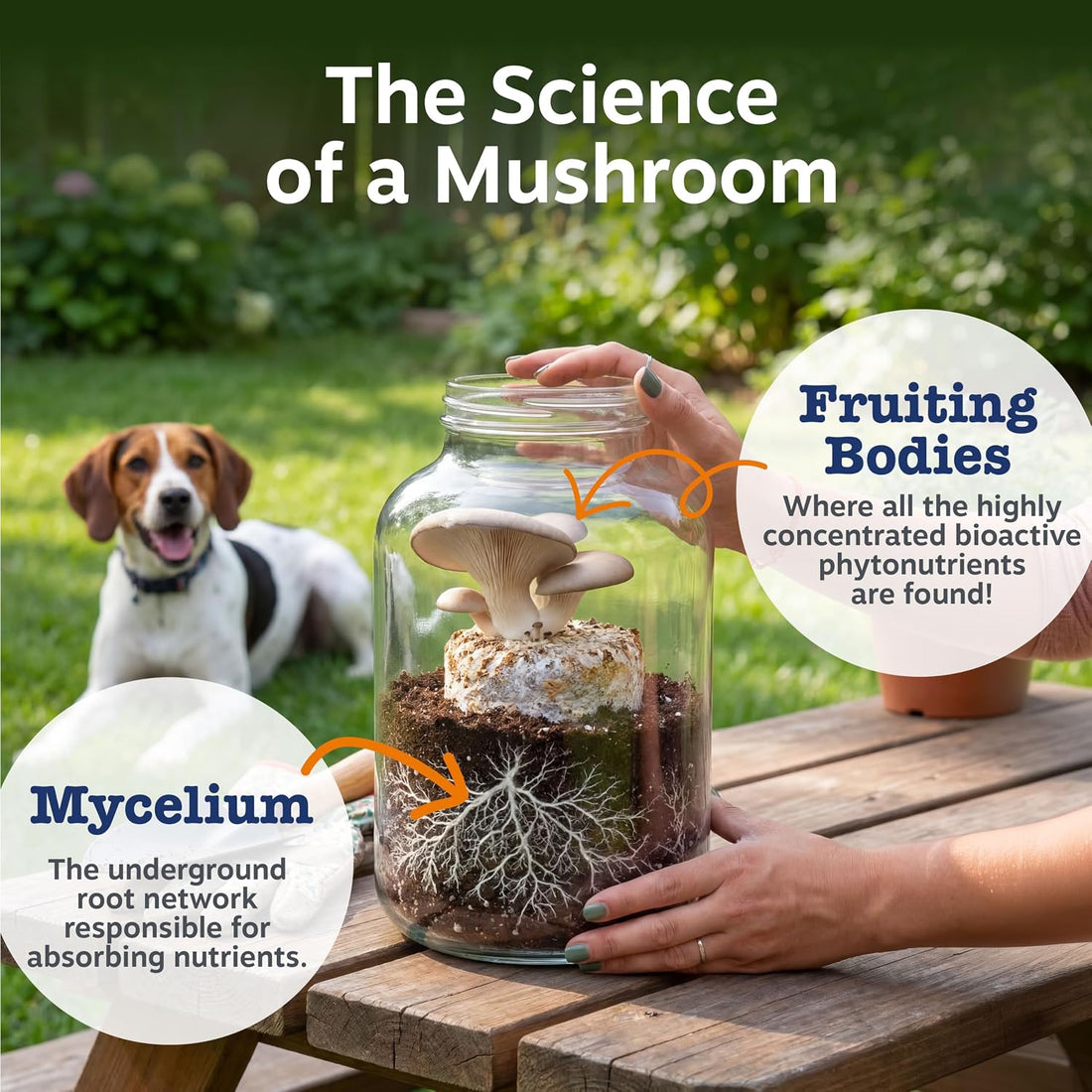 Zesty Paws Turkey Tail Mushroom for Dogs - Organic Mushroom Powder 60g