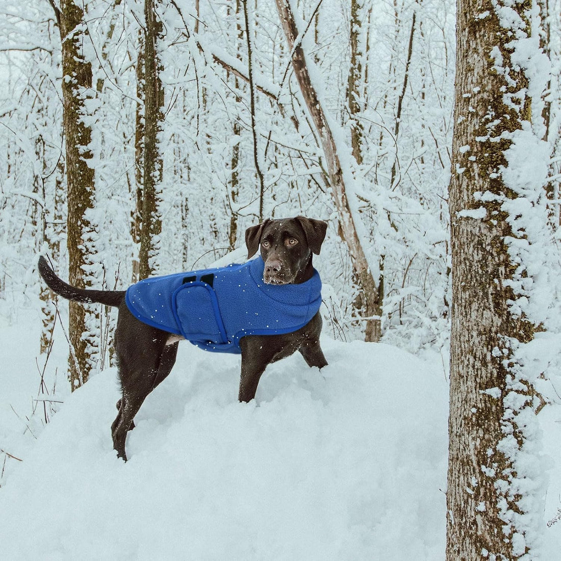 Queenmore Small Dog Sweater,Fleece Dachshund Sweater Jacket