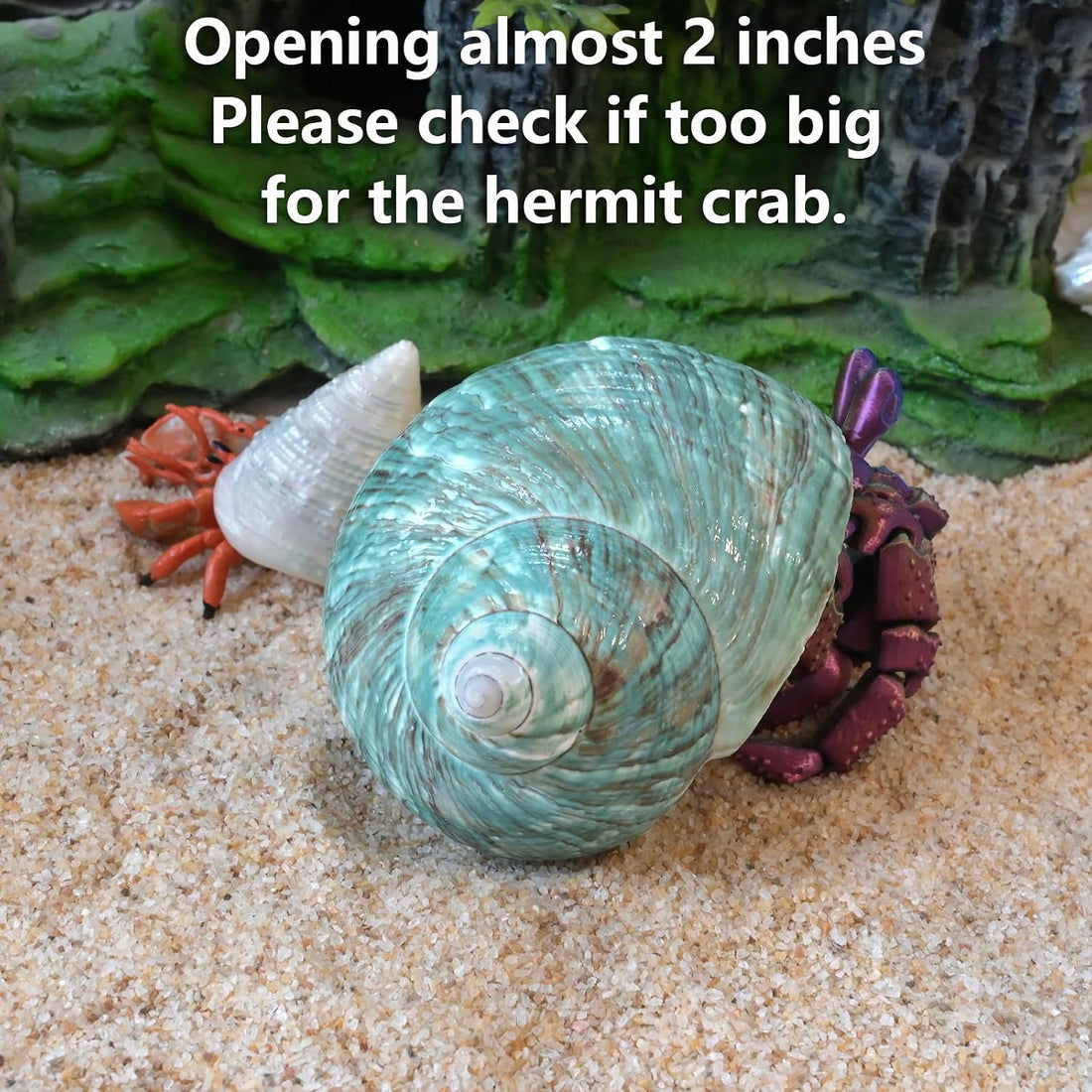 2pcs Large Hermit Crab Shells, Turbo Seashell, Teal Green Conch, L+XL