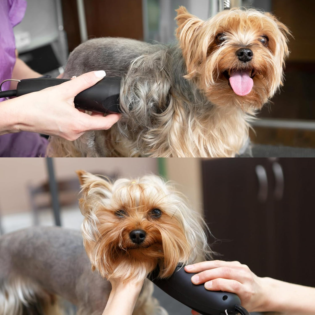 Bucchelli Detachable A Series Wide 30 Blades for Dog Grooming Cuts