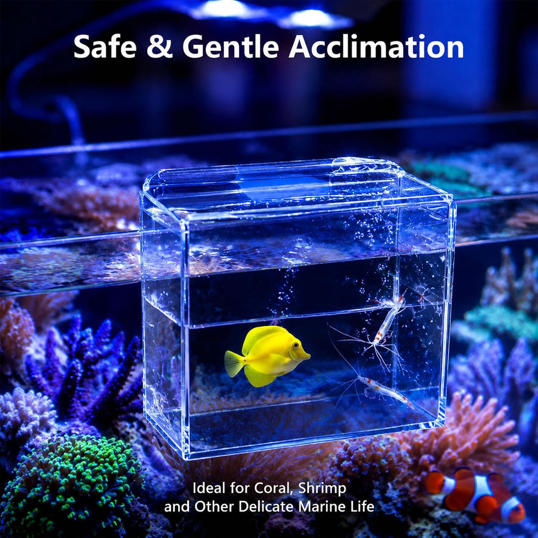 Fish Breeder Box for Aquarium, Hanging Acclimation Box