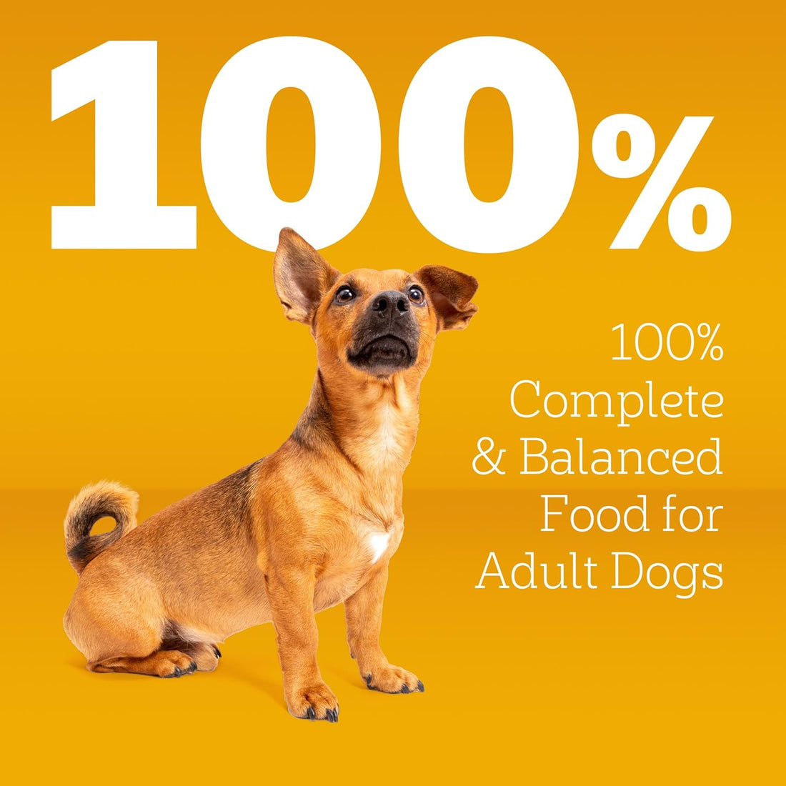Pedigree Small Dogs Dry Dog Food, Grilled Steak and Vegetable, 14 lb