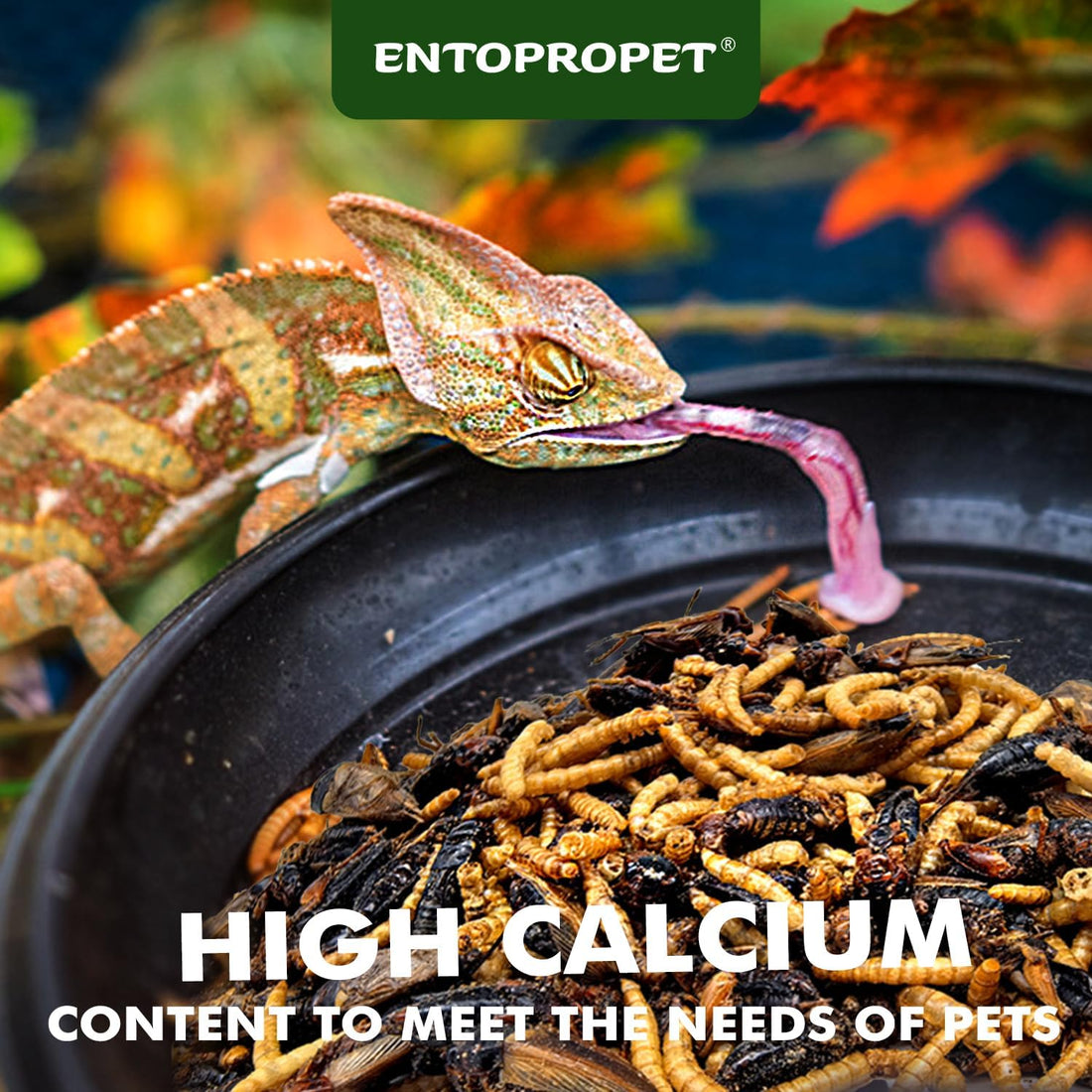 Dried Mealworms & Crickets Medley Treat for Bearded Dragons 5oz