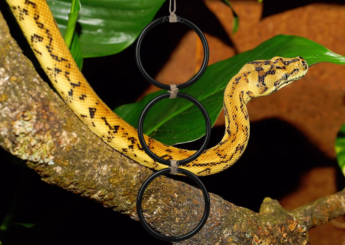 Snake Enrichment Climbing Rings for Ball Pythhon