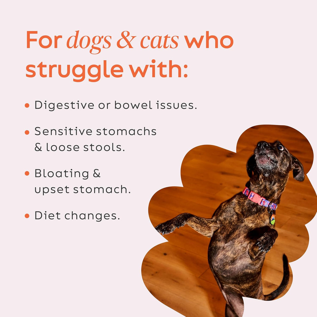 Diggin' Your Dog Firm Up Pumpkin Fiber Supplement for Dogs & Cats