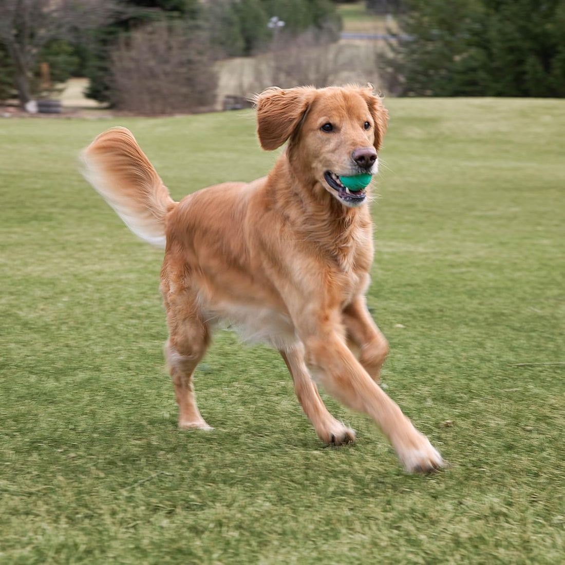 Chew King Fetch Balls Extremely Durable Natural Rubber Toy 2.5 inch