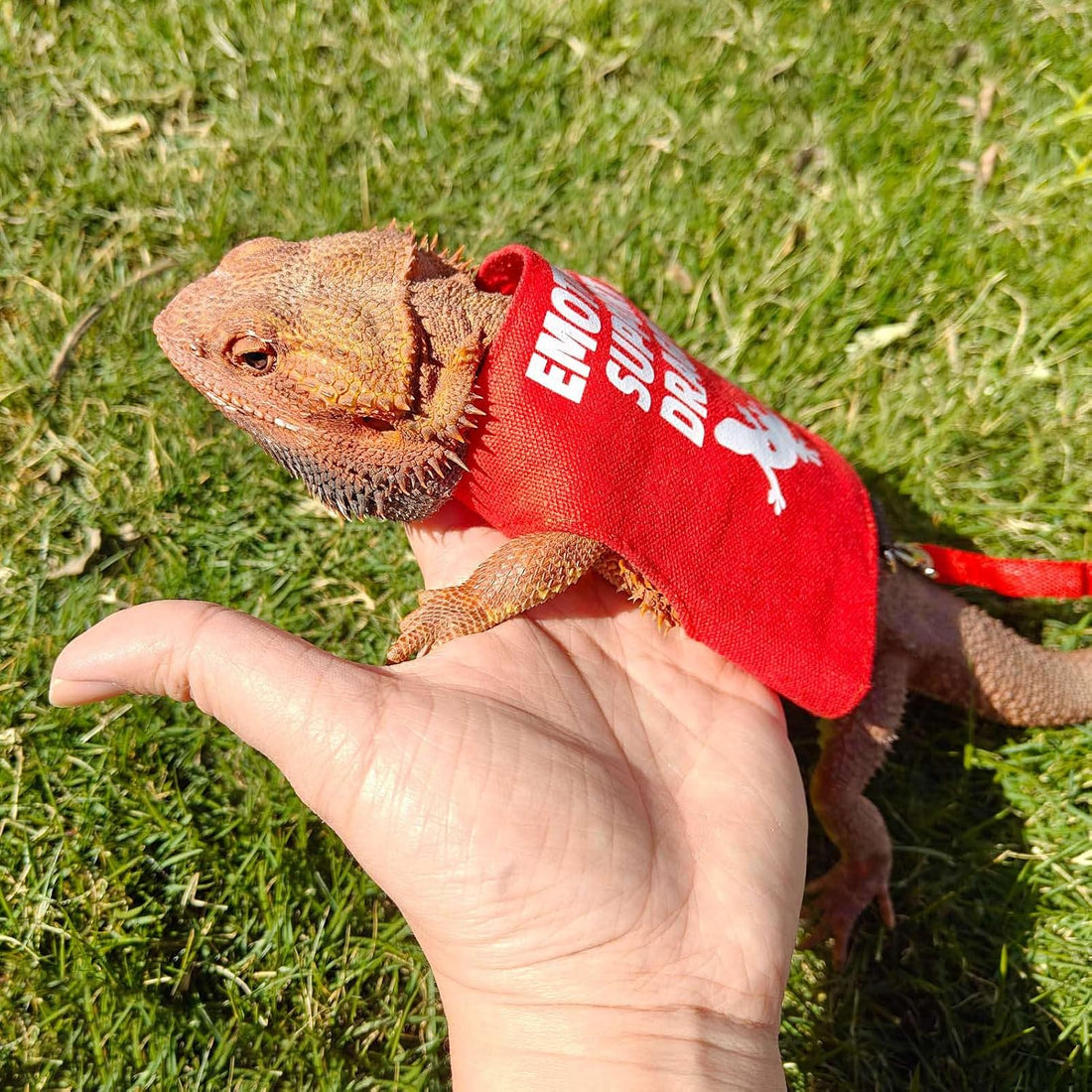 Romansk Bearded Dragon Harness and Leash Set