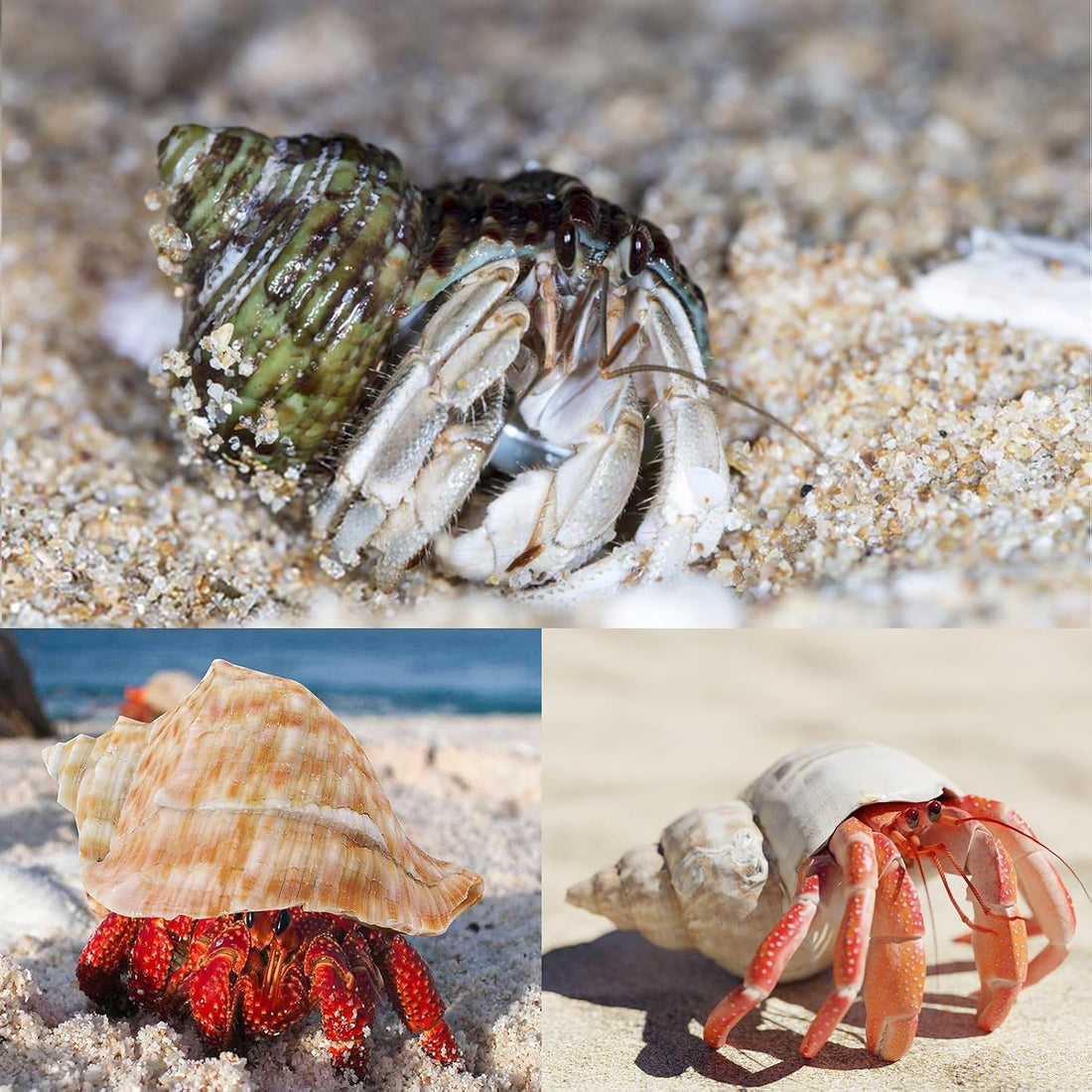 6PCS Hermit Crab Shells Medium to Large 2.3"-3.5" Shells
