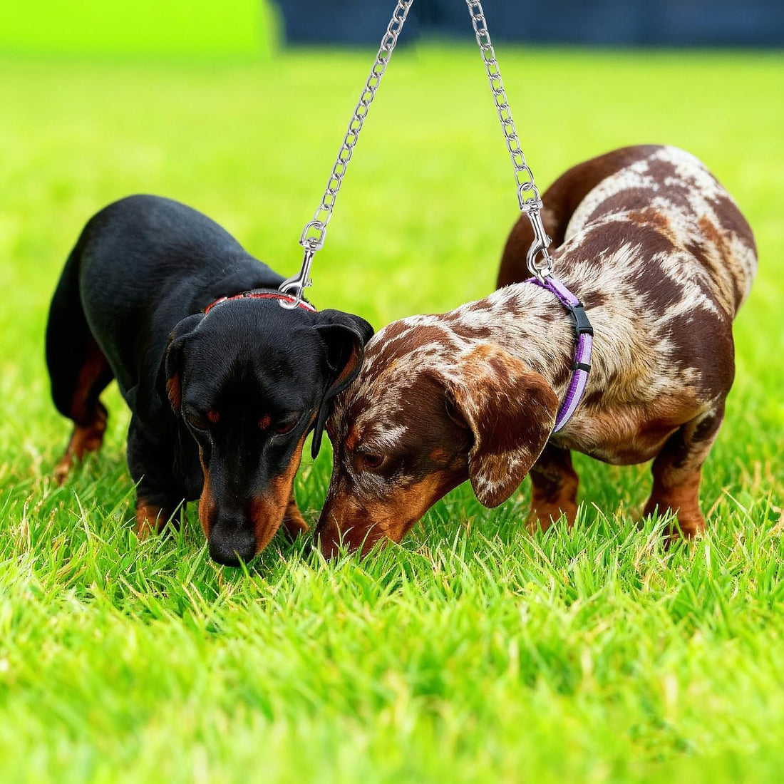 Hypeety Double-Head Dog Leash Chain Heavy Duty Twin Lead for 2 Dogs
