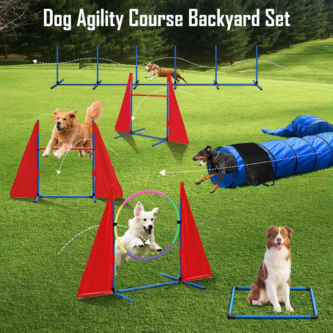 Dog Agility Training Equipment