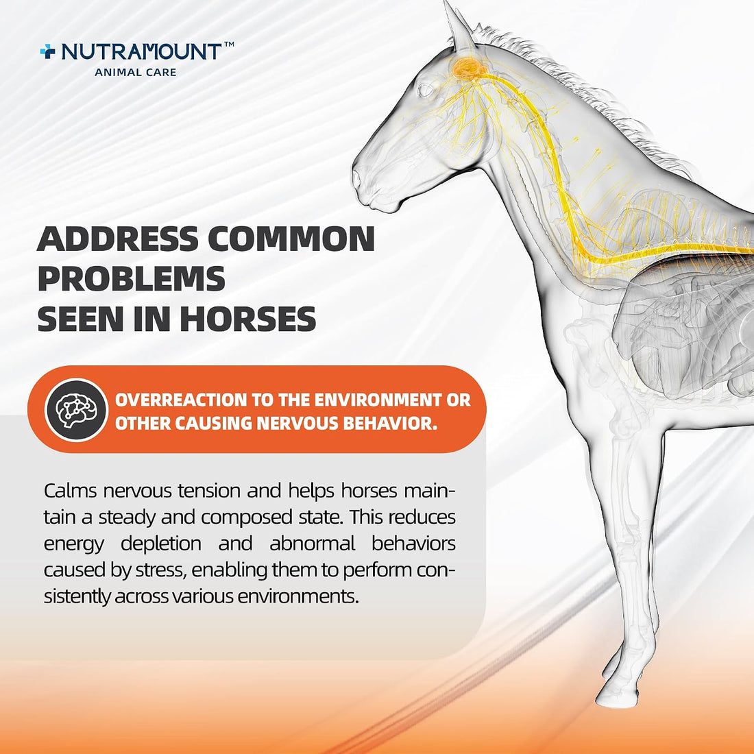 Horse Taurine Supplement Powder for Performance & Nerve Support