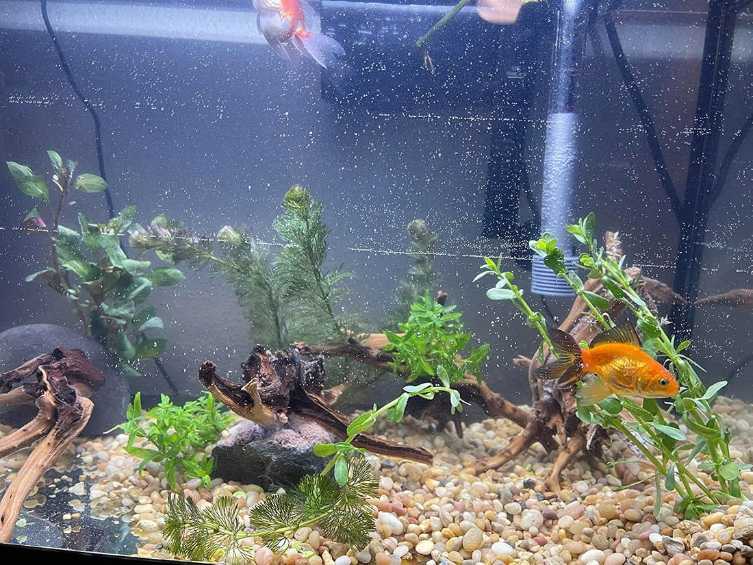 YZHZOM 8pcs Natural Small Spiderwood Driftwood for Aquarium Decor