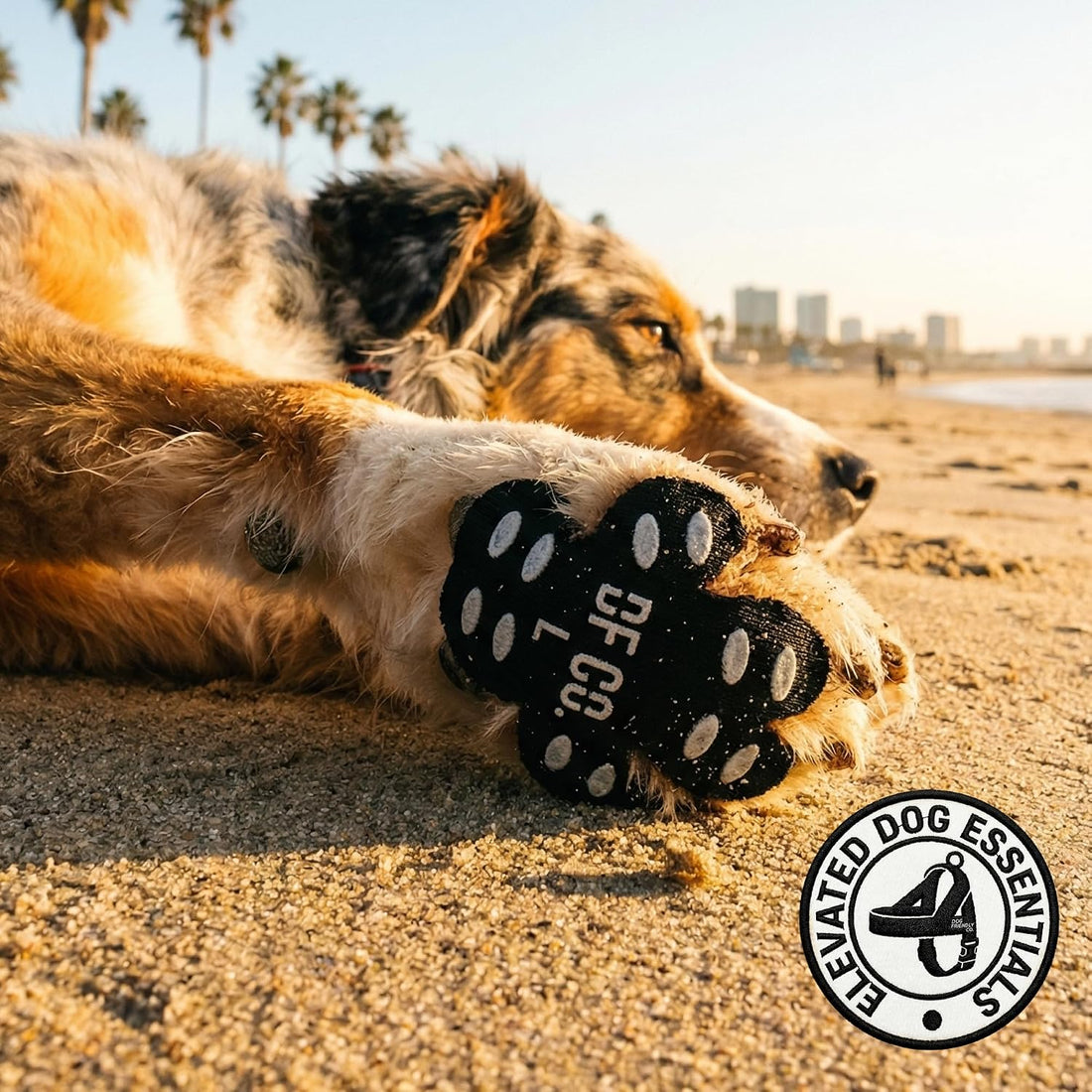Dog Friendly Co. Single Use Dog Paw Pad Protector (X-Large, 20 Count)