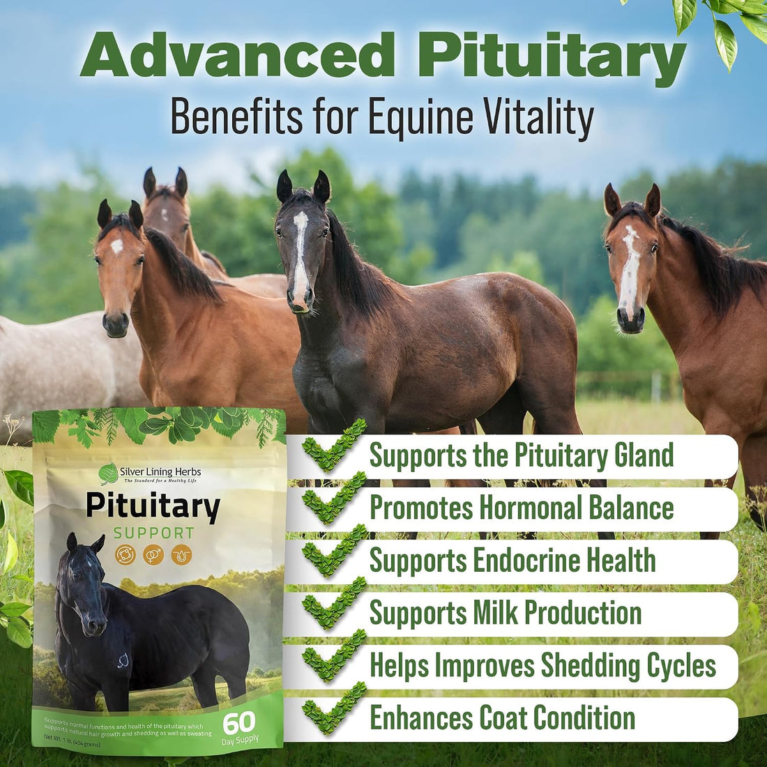 Silver Lining Herbs Horse Pituitary Gland Supplements - 1 lb