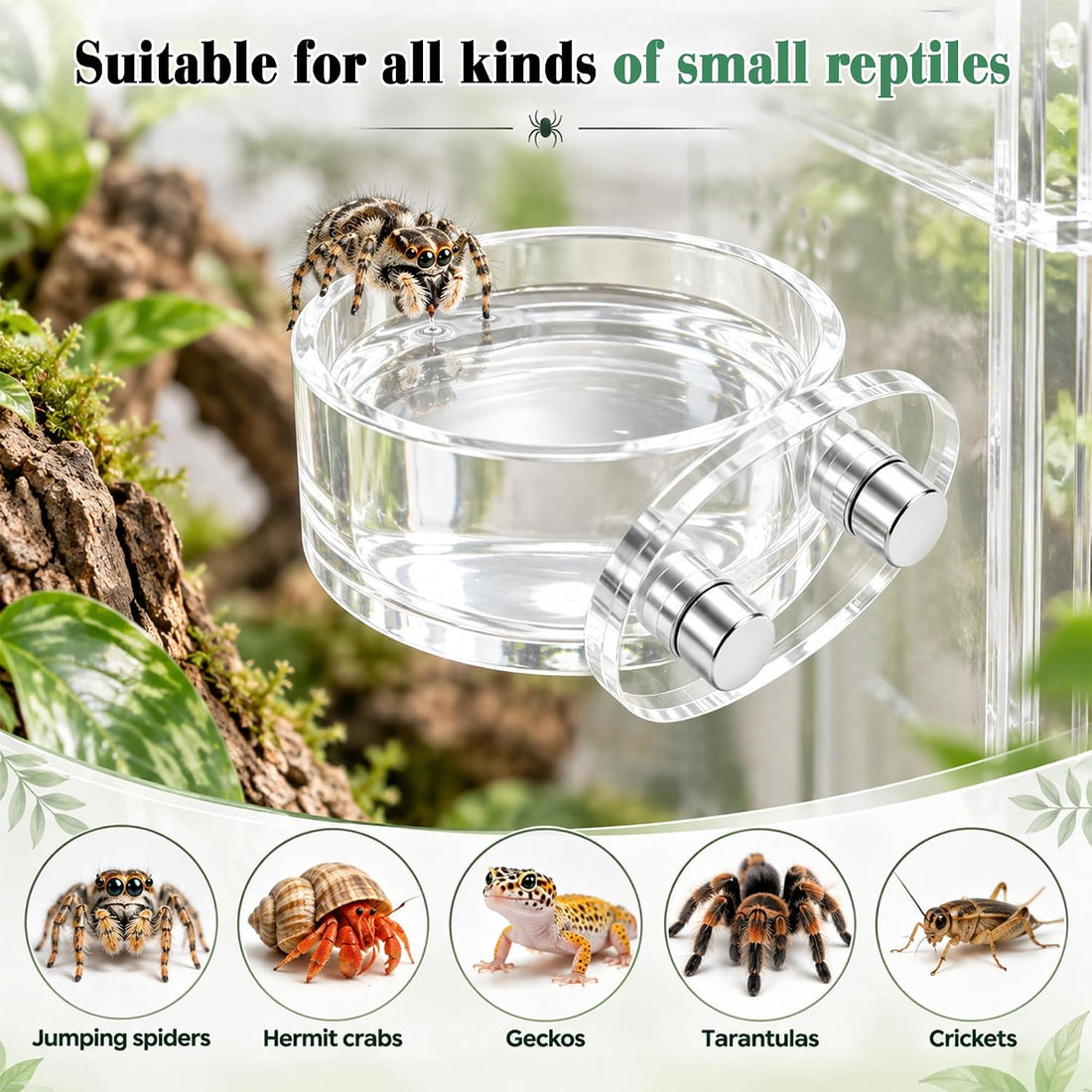 Upgrad Jumping Spider Magnetic Water Feeding Dish for Small Pet