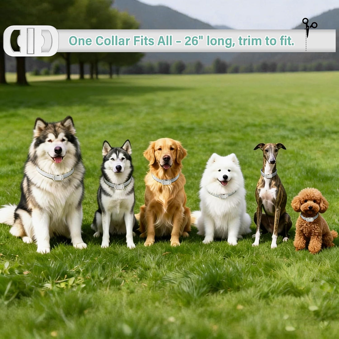 6 Pack Flea and Tick Collars for Dogs, Up to 48 Months, Grey