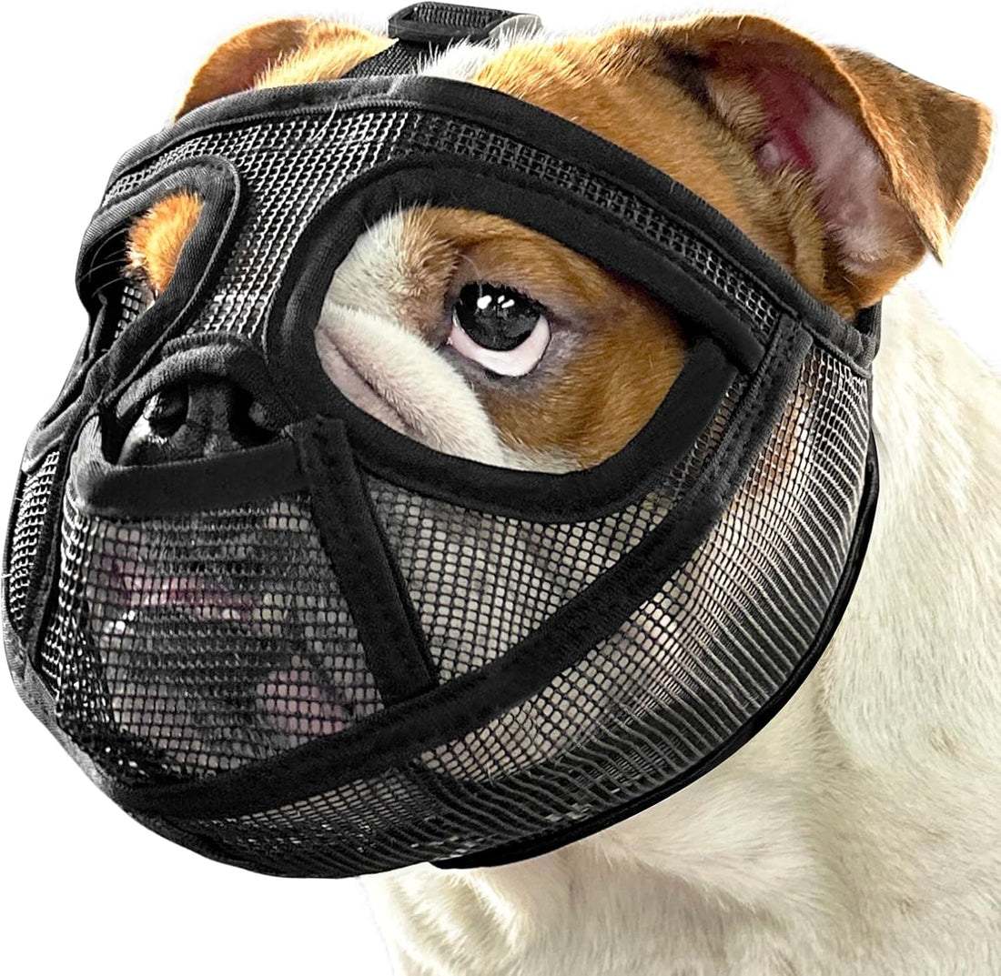 Mayerzon English Bulldog Muzzle