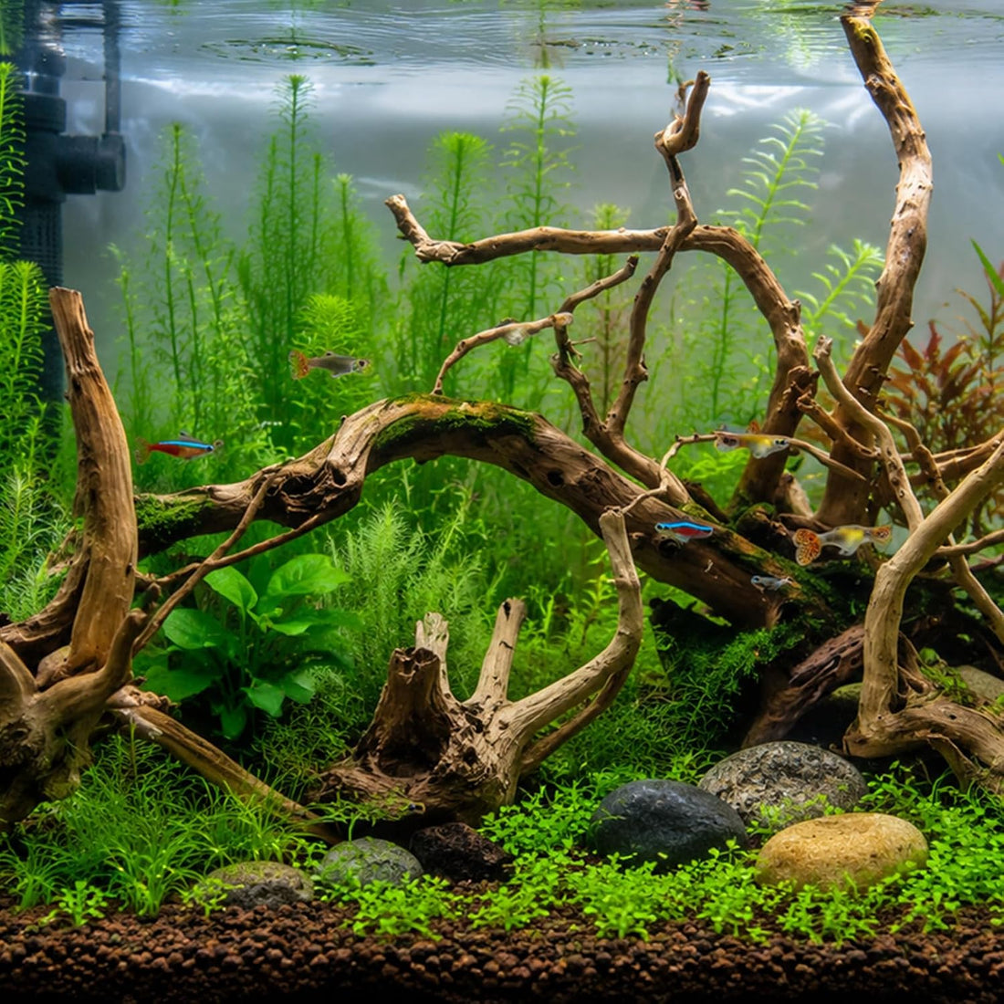 Natural Driftwood for Aquarium, Spider Wood Fish Tank Decor
