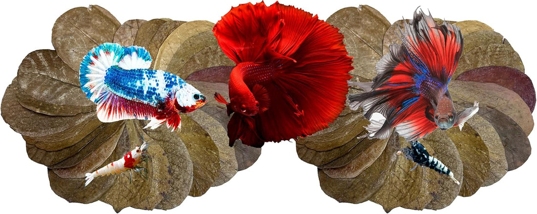 Awesome Aquatic Aquarium Catappa Indian Almond Leaves, 10 Count