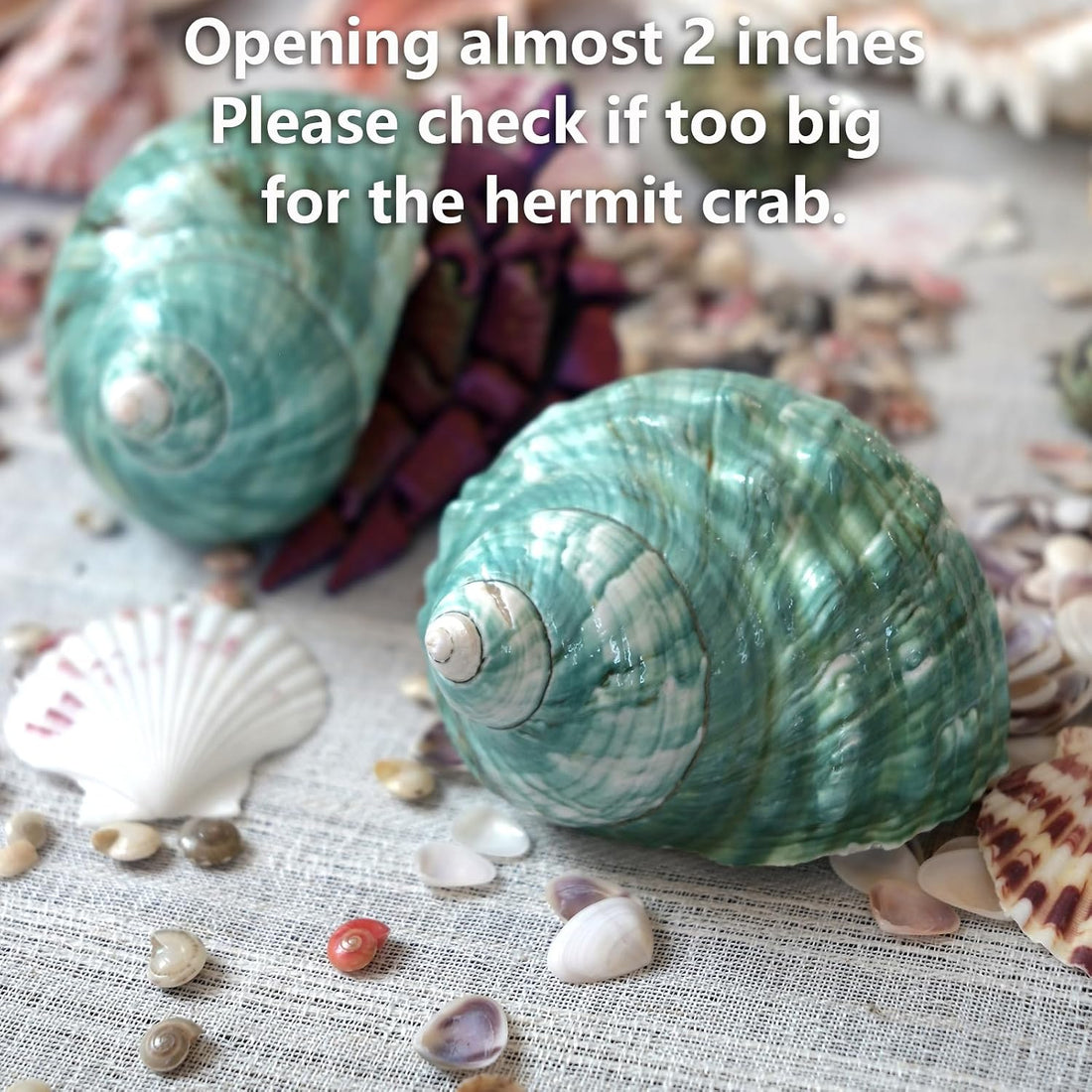2pcs Large Hermit Crab Shells, Turbo Seashell, Teal Green Conch, L+XL